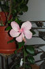 Dainty Pink