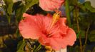 longiflora adonicus
