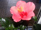 HIBISCUS HAWAII CORAI