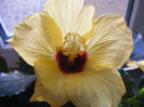 HIBISCUS HAWAII YELLOW
