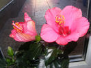 HIBISCUS HAWAII ROSE