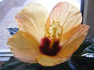 HIBISCUS HAWAII FREZ