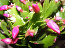 SCHLUMBERGERA ROSE