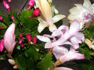 SCHLUMBERGERA PINK