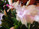 SCHLUMBERGERA