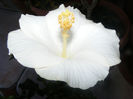 HIBISCUS SAN REMO