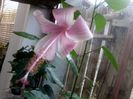 dainthy pink