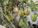 Solanum muricatum. pepino