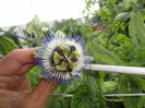 pasiflora caeruela