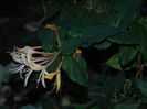 DSCN9778
