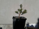 pinus mugo1-20cm