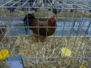 expo bn 068
