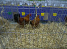 expo bn 087