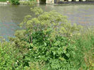Angelica archangelica
