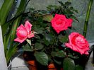 DSCN9838