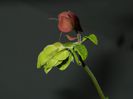 DSCN9849