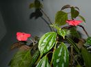 DSCN9868