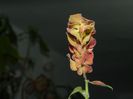 DSCN9885