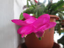 schlumbergera