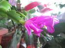 schlumbergera