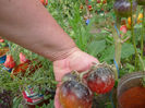 Tomate OSU.blue