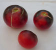 Tomate OSU blue