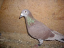 CUPLUL 2