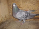 CUPLUL 4