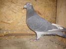 CUPLUL 5