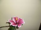 Purple Majestic