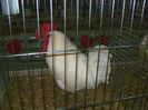 PICT1932
