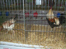 PICT1936