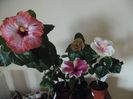 hibiscus grup( i-am descoperit abia la amiaza)