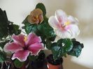 hibiscus grup