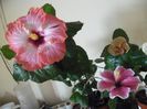 hibiscus grup