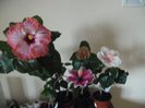 hibiscus grup