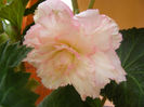 7.Begonia roz2