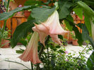 7.Brugmansia roz1