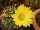 7.Cactusi1