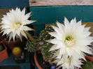 7.Cactusi8