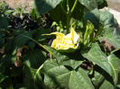 7.Datura galben2