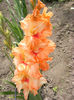 7.Gladiole11