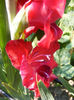 7.Gladiole14