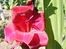 7.Gladiole16