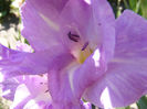 7.Gladiole48