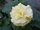 8.Datura galben1