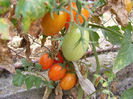8.Rosii - Cherry portocalii1