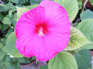 8.Hibiscus roz1