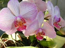 8.Orchidee6