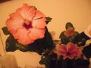 hibiscus grup